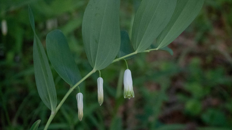 Skaperverkets dag søndag 18. juni
