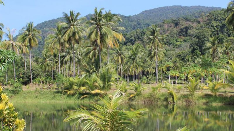 Verdens regnskoger - hvorfor er de viktige for oss?