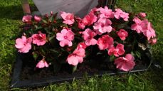 Stell utført på graver med stellavtale