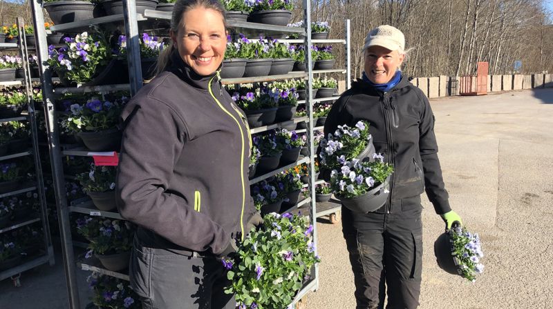 Tone og Anne Grethe er glade for at vårblomstene har kommet. Foto: Merete Fossli