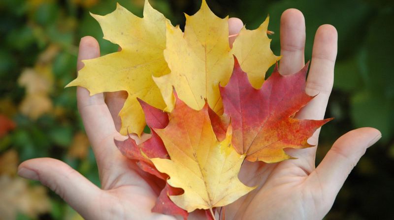 Kirkeakademiet, høsten 2025