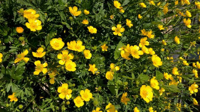 Gudstjenester i sommer