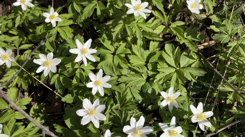 Kirkeforeningens vårfest
