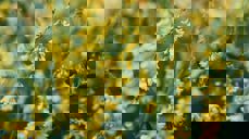 Bildet er tatt fra Pixabay