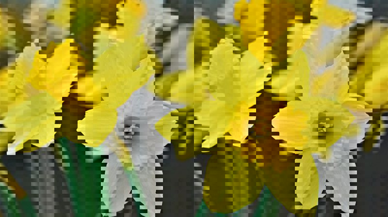 Det er vår, det spirer