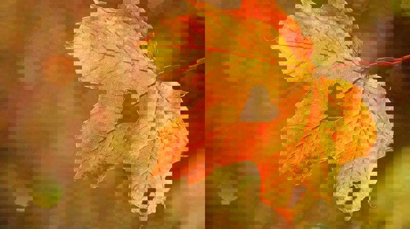 Høsttakkefest og barnas autunnale