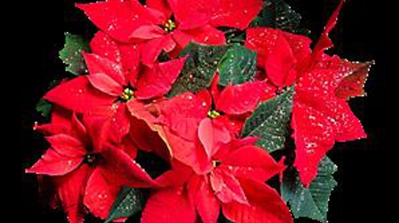 Julemesse i Eidsvåg kirke