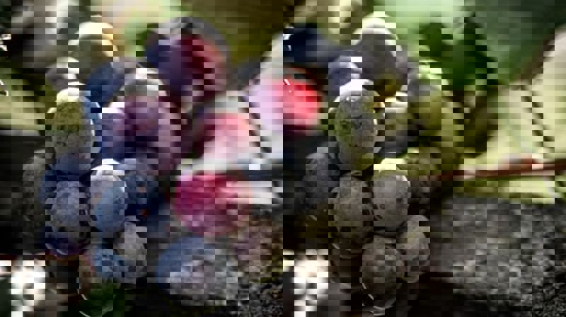 Preken 5.søndag i påsketiden