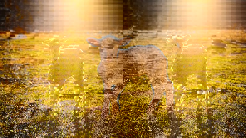 Preken 3.søndag i påsketiden