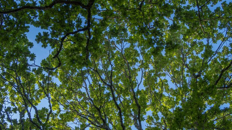 Beskjæring av trær ved Ytrebygda kirke