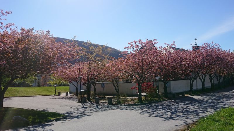 Årsmelding for 2024