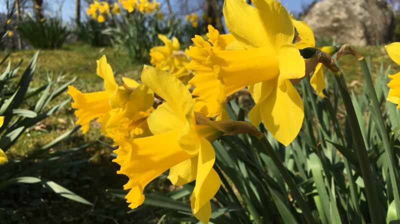 Påskefeiring i Landås kirke