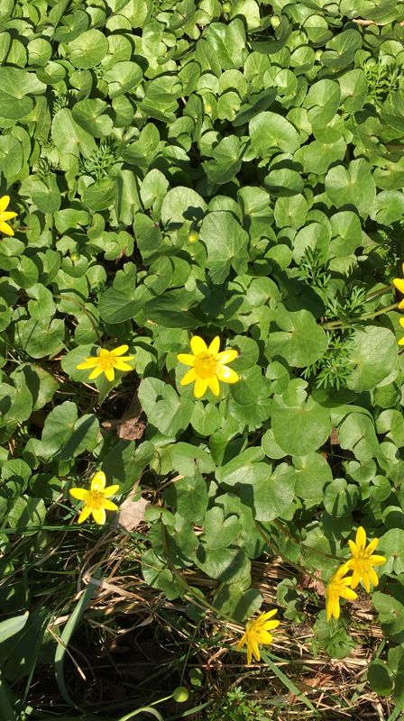 Invitasjon til vårdugnad 2019