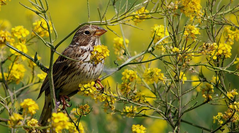En kornspurv mellom sennepsblomster i det sørøstlige Tyrkia