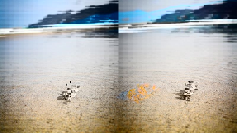 Ikke en spurv til jorden uten at Gud er med