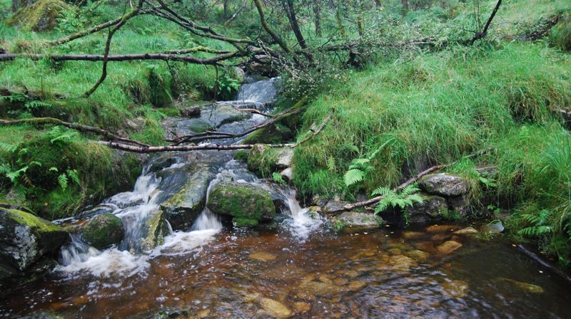 Bekk kjem rennande gjennom skogen og ut i ein liten dam eller kulp