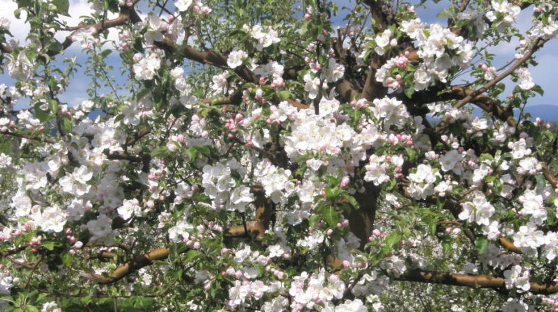 Våren og Guds nærhet