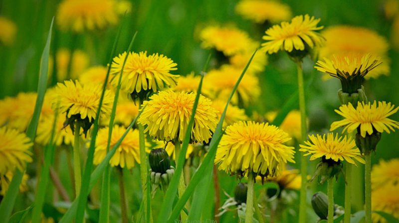 Nærbilete av løvetann i ei eng full av dei