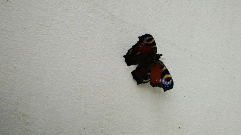 Sommerfugl på hvit murvegg Foto: Mateusz Kleczek