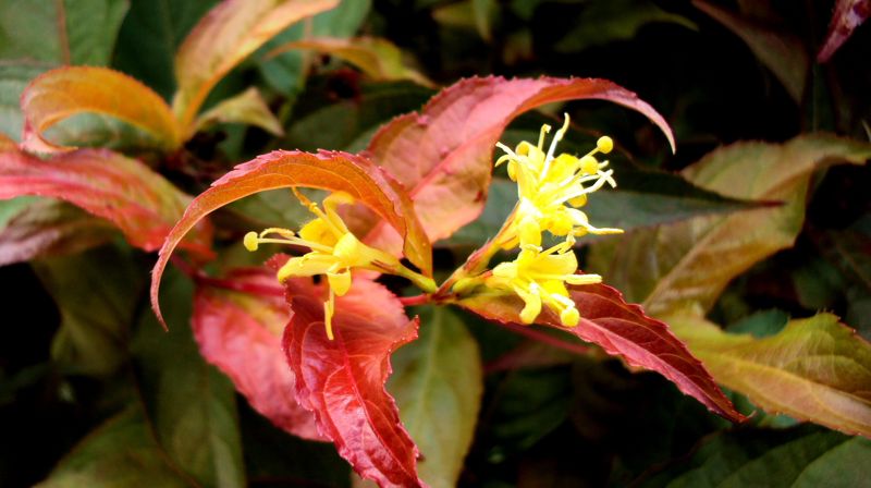 Formiddagstreffets høstprogram