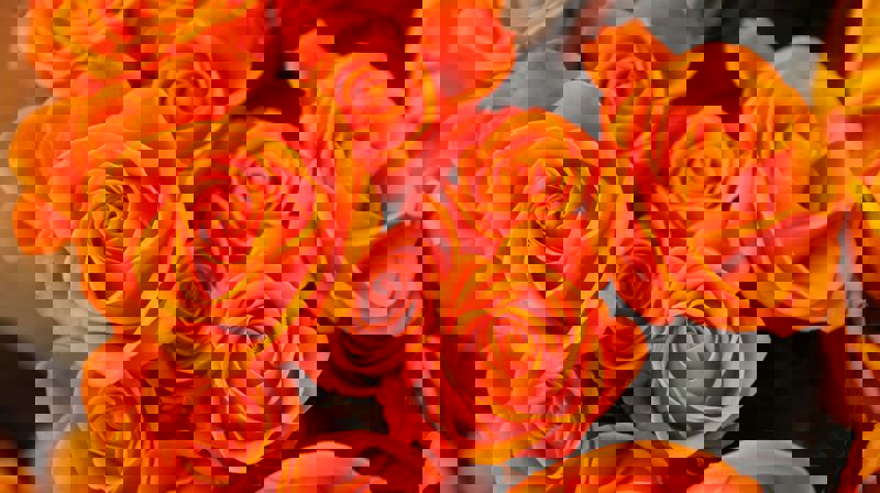 Å leve med sorgen - samling om sorg og sorgreaksjoner