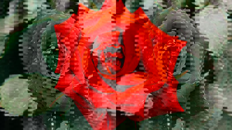 Konfirmasjonsgudstjeneste 2020