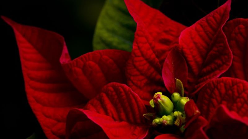 Gudstjeneste og romjulsfest