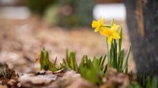 Påskeliljer på kirkeplassen. Foto: Kirkerådet