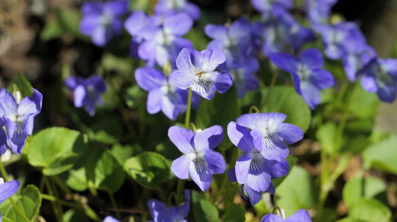Velkommen til Damenes aften i Søreide kirke!