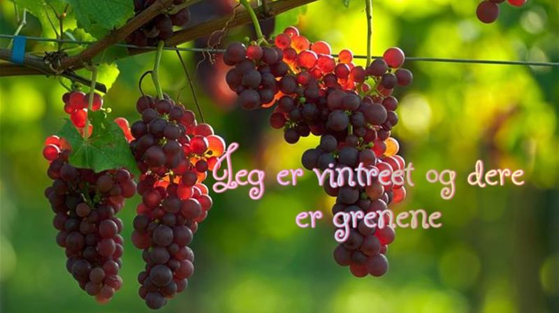 "Jesus-treet og frukta"