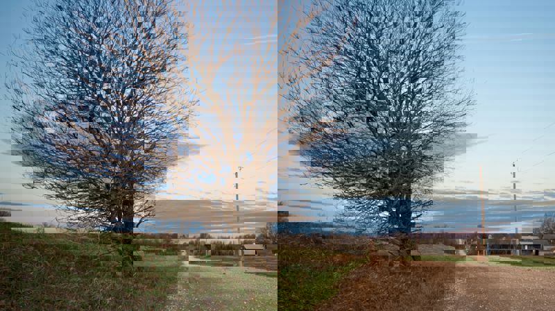 Illustrasjonsfoto: Benjamin White. Bildet viser et skjevt tre langs en gruset landevei og en grønn plen.