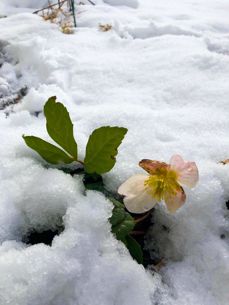 Kristina S. Jenssen har tatt bildet av Helleborus, eller julerose som vi kaller den.