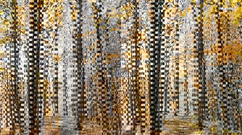 Ut i skogen, opp i trærne