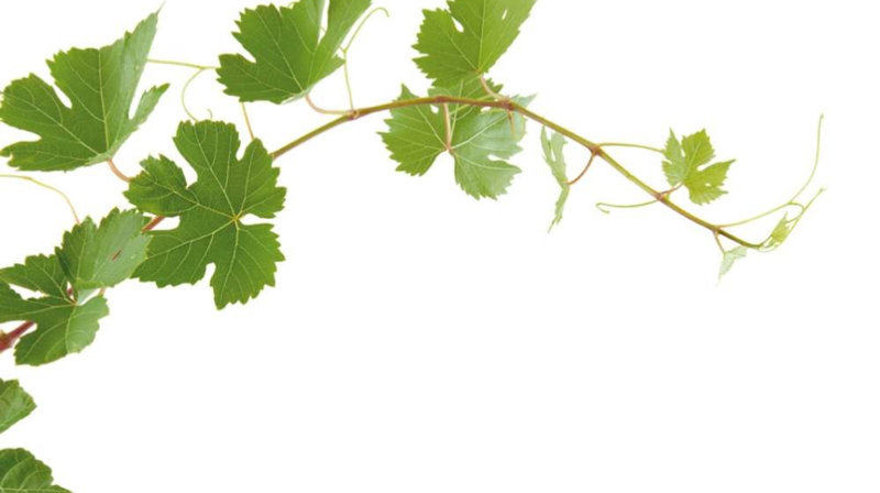 Oppstart og medarbeiderfest