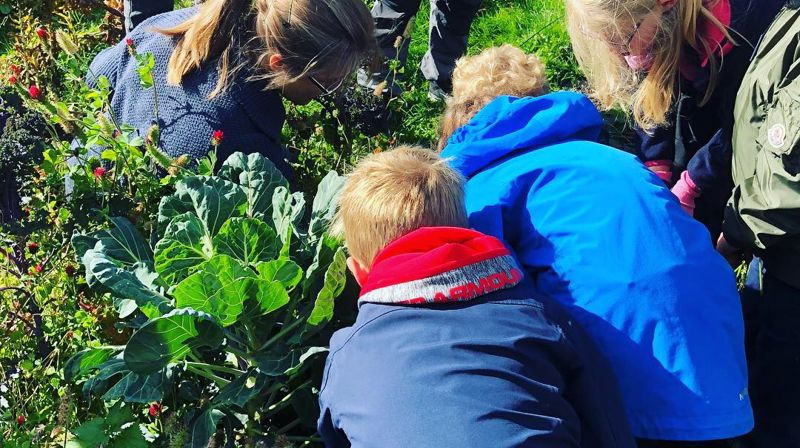 Barn høster grønnsaker