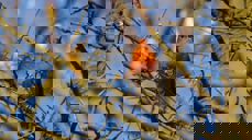 Rødstrupe. bilde: Winnie C (pixarbay)