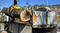 Lind med råteskade felt ved Drøbak kirke