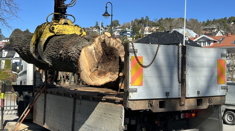 Lind med råteskade felt ved Drøbak kirke