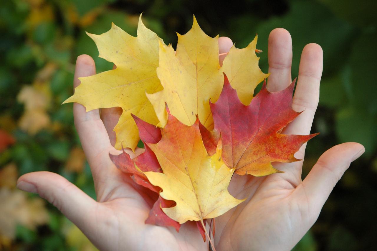 Vakre fargerike lønneblader i hender
