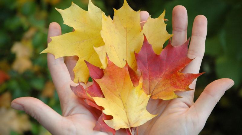 Vakre fargerike lønneblader i hender