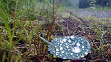 Etter noen solfylte måneder med lite regn, har juli gitt oss mye nedbør som nærer og gir liv rundt oss. Foto: Per Arne Sandvold