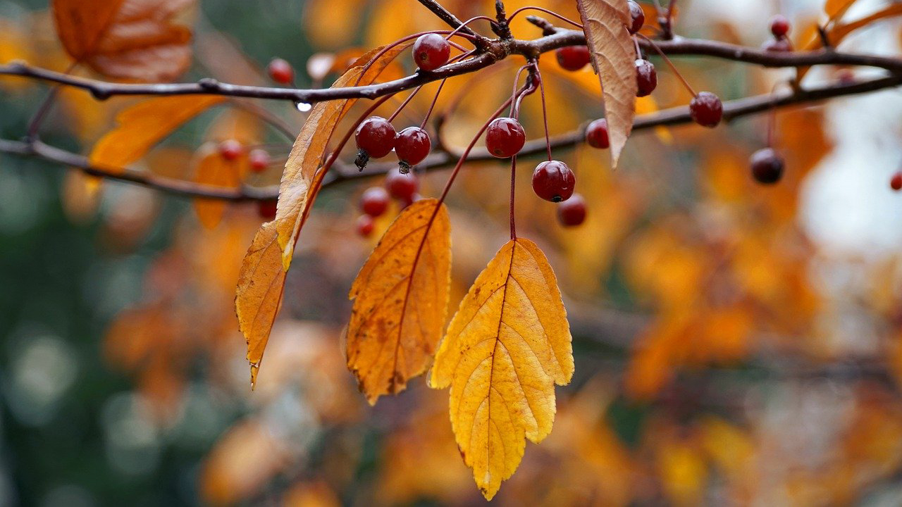 Salige er de barmhjertige, for de skal få barmhjertighet. 