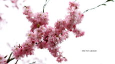 Blomstrende trær er bare én av de mange vakre tingene som oppstår om sommeren.