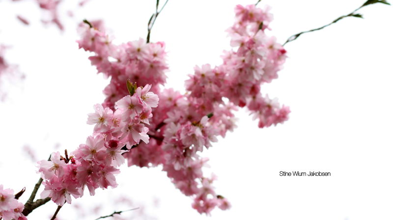 Blomstrende trær er bare én av de mange vakre tingene som oppstår om sommeren.