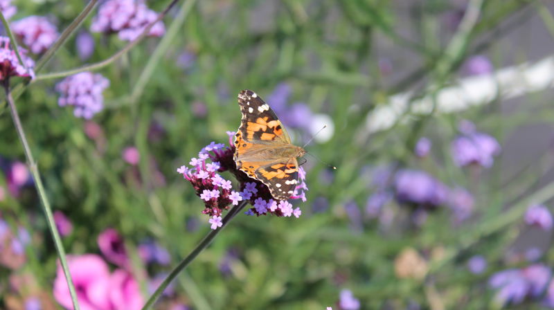Foto: Stine Wium Jakobsen