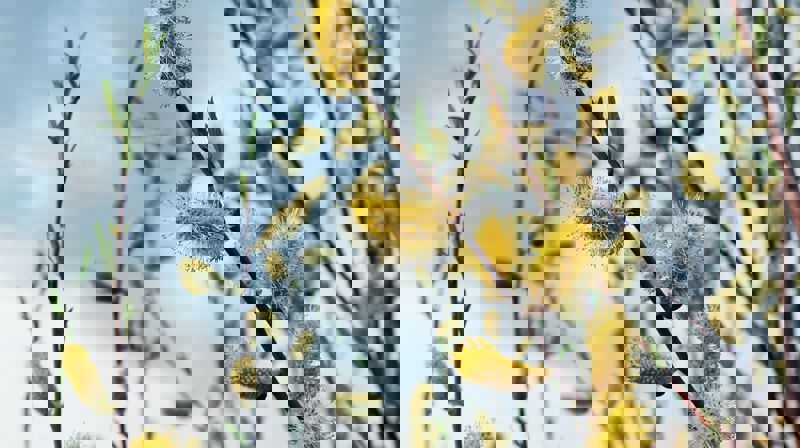 Hva har du i påskeegget?