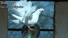 Foto: Jostein Tegnér