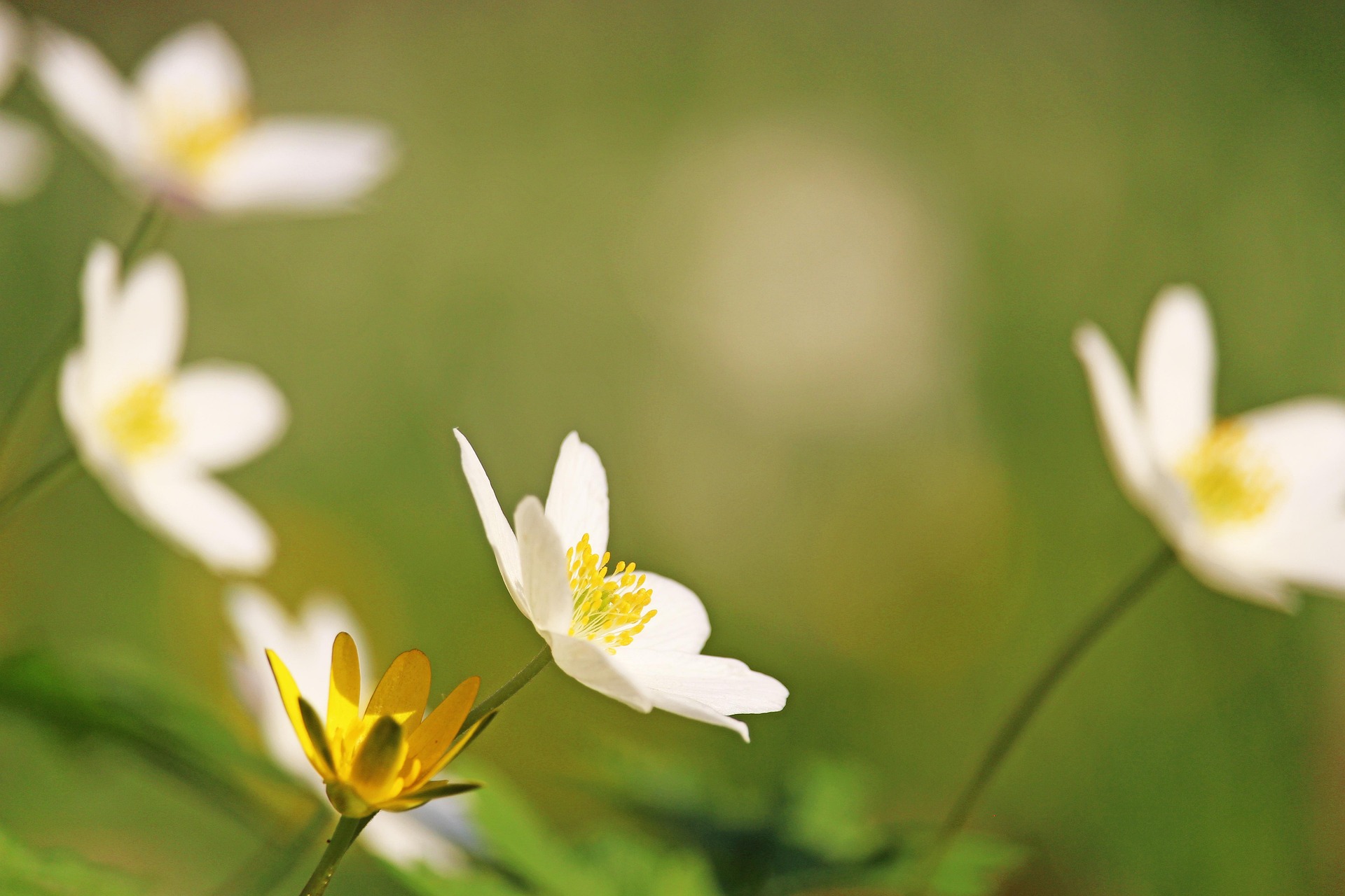 Foto: KRiemer / Pixabay