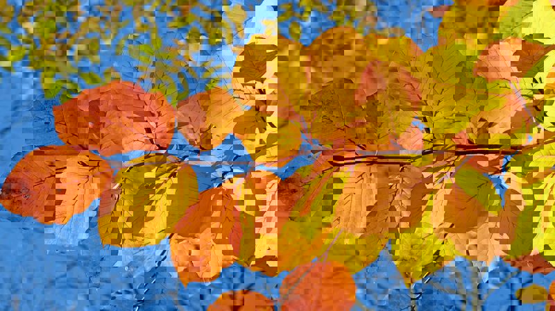 Ill.foto: pixabay.com