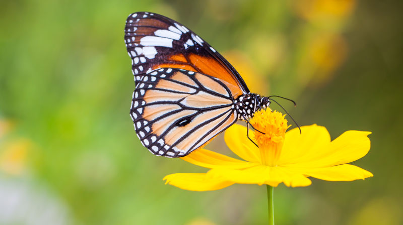 Sommerfugler til påske